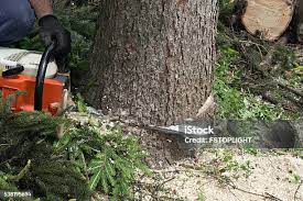 Best Hedge Trimming  in Powder Springs, GA