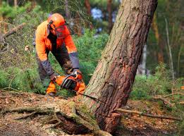 Best Lawn Disease Treatment  in Powder Springs, GA