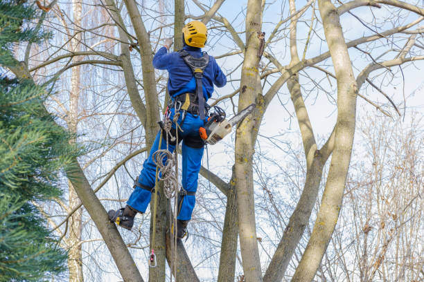 Best Root Management and Removal  in Powder Springs, GA