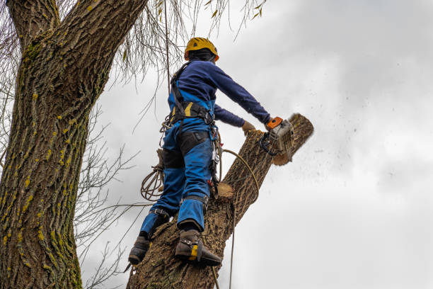 Best Tree and Shrub Care  in Powder Springs, GA