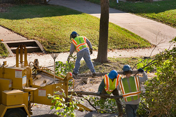 Leaf Removal in Powder Springs, GA
