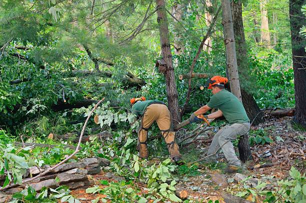 Best Lawn Maintenance Plans  in Powder Springs, GA