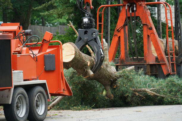 Best Tree Trimming and Pruning  in Powder Springs, GA