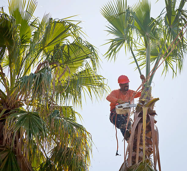 Best Tree Removal  in Powder Springs, GA