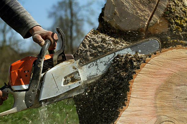 How Our Tree Care Process Works  in  Powder Springs, GA