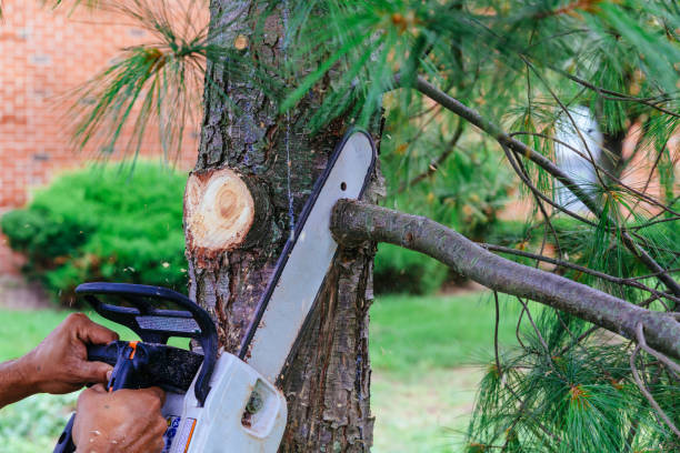 Trusted Powder Springs, GA Tree Services Experts