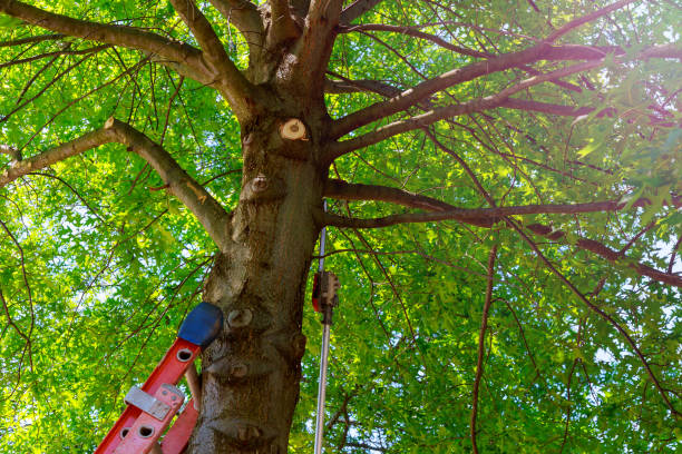 Best Tree Disease Treatment  in Powder Springs, GA